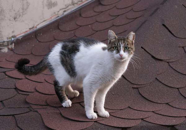 Wie kann Cybersicherheit in Unternehmen verbessert werden?